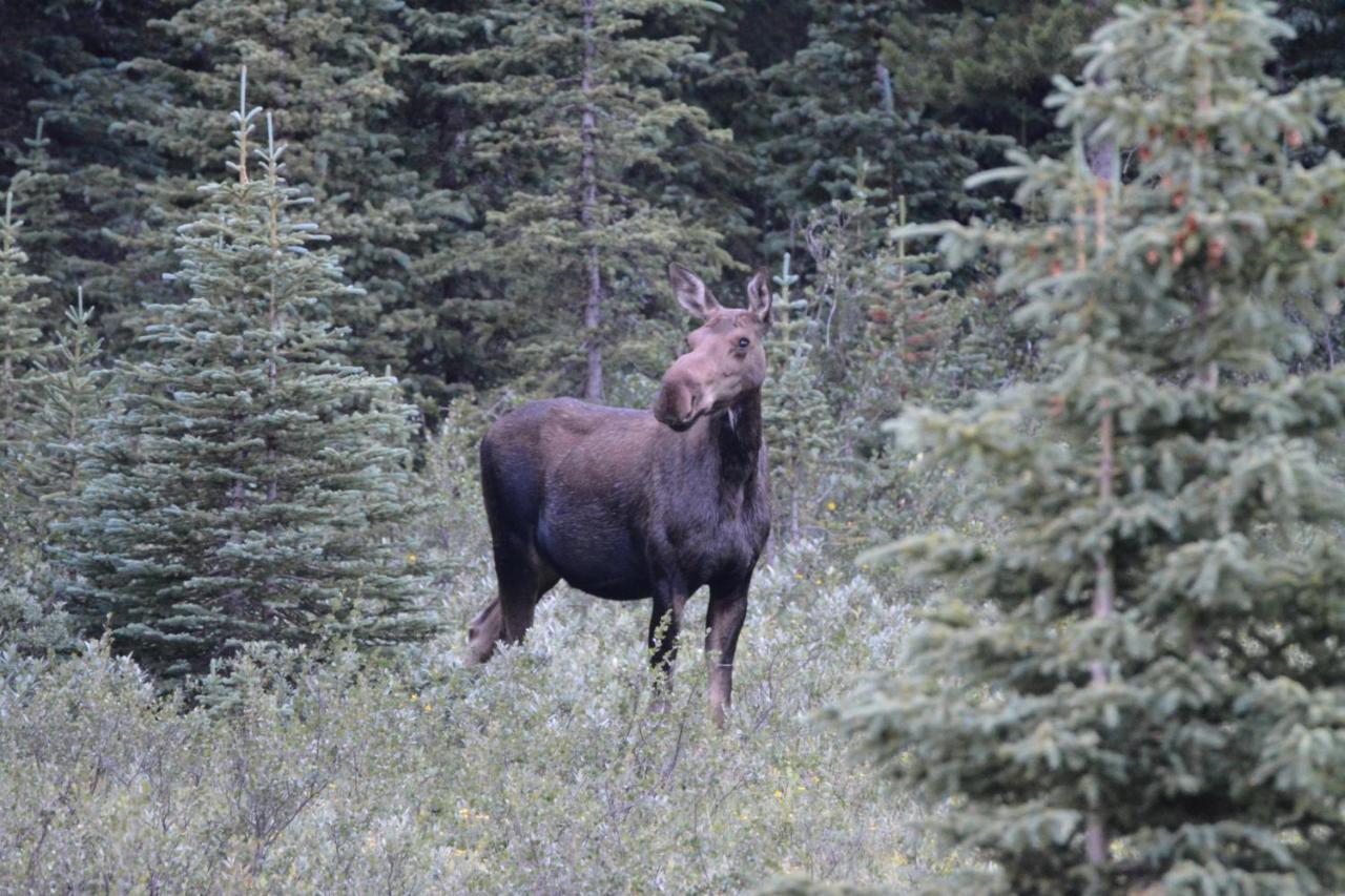 Newly Renovated Grizzly Lodge, Spacious 3Br 2Ba With Open Pool, Hot Tub Canmore Exteriör bild